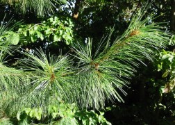 Pinus wallichiana / Himalájai selyemfenyő